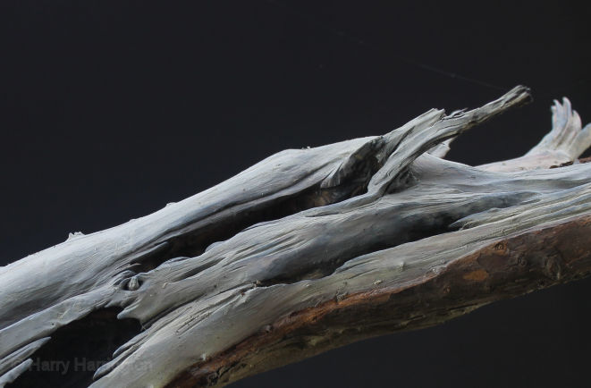 san jose juniper bonsai